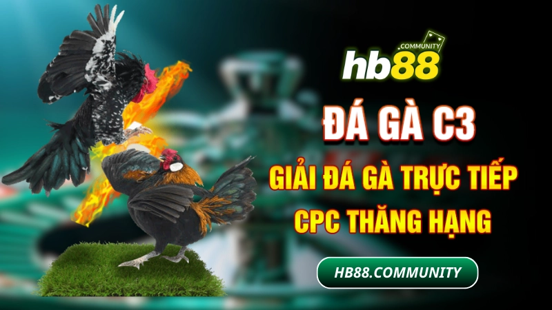 Đá gà C3 - giải đá gà trực tiếp CPC thăng hạng