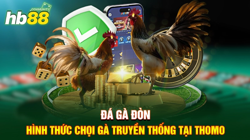 Đá gà đòn - Hình thức chọi gà truyền thống tại Thomo