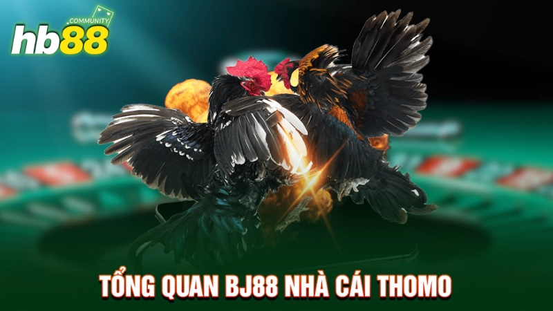 Tổng quan Bj88 nhà cái Thomo